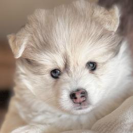 Gizmo - Beautiful Merle Girl - Merle female Pomsky puppy in Broken Arrow, Oklahoma from Sterling Pomskies
