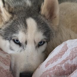 Yukon - Siberian Husky