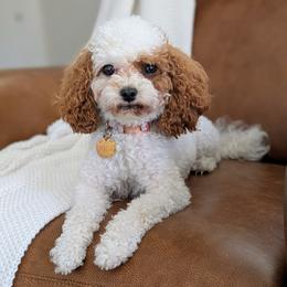 Macie - Cavapoo