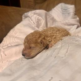 Daisy - Cream female Goldendoodle puppy in Graham, North Carolina from Geise Meadow Doodles