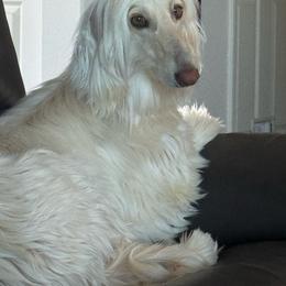 Koko - Afghan Hound