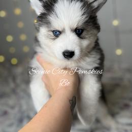 Bo Duke - Black and white male Pomsky puppy in Rossville, Georgia from Scenic City Pomskies