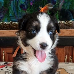 Australian Shepherd Puppies from 2bar Aussies