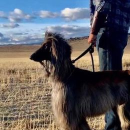 Afghan Hounds from Tazhi-Go-Afghan Hounds