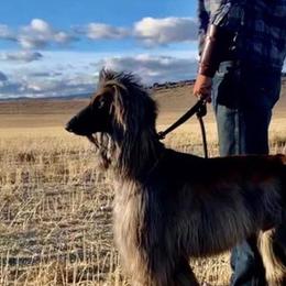 Afghan Hounds from Tazhi-Go-Afghan Hounds