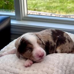 Dolce - Red merle female Aussiedoodle puppy in Decatur, Illinois from Signature Doodles