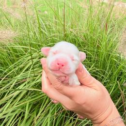 Poppy - Cream female Dachshund puppy in Paw Paw, Michigan from Mulberry Meadow Farms
