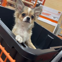 Pancake - Chihuahua
