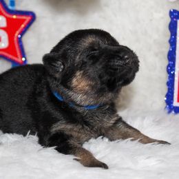 German Shepherd Puppies from 501 Shepherds