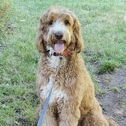 Lindy - Goldendoodle