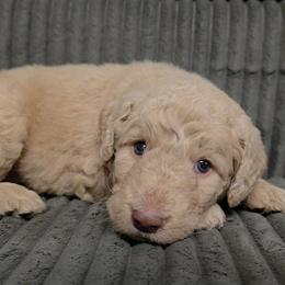 Thriller - Apricot male Labradoodle puppy in Lansing, North Carolina from Murphy Manor Mountain Doodles