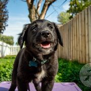 Border Collie, Golden Retriever, and Sporty Mix Puppies from Turbo Border Collies & Coltrievers