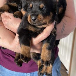 Boy 5 - Rottweiler puppy in Newport Center, Vermont from Rosalyn's Rottweilers