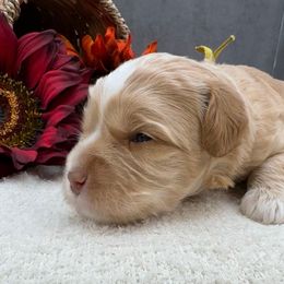 Kevin - Caramel male Australian Labradoodle puppy in Denton, Texas from Liberty Hill Labradoodles