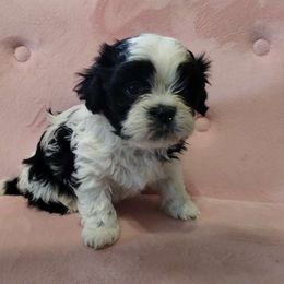 Boy 2 - Black and white Havanese puppy in Montrose, Colorado from Gnomies Furry Friends