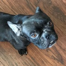 Una - French Bulldog