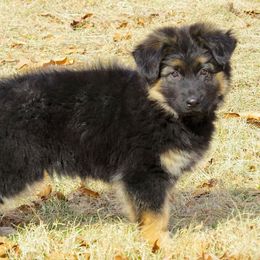 German Shepherd Puppies from Century Farms