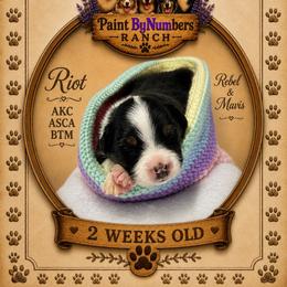 Riot - Black tri-color male Australian Shepherd puppy in Magee, Mississippi from Paint ByNumbers Ranch