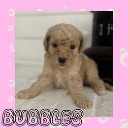 Bubbles - Apricot female Goldendoodle puppy in Shreveport, Louisiana from Cottage Doodles