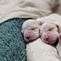 Cocker Spaniel Puppies from Carvajal Cockers