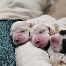 Cocker Spaniel Puppies from Carvajal Cockers