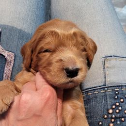 Goldendoodle Puppies from Doodle Devotion