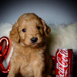 Pretzel - Apricot male Goldendoodle puppy in Mc Arthur, California from California Golden Love