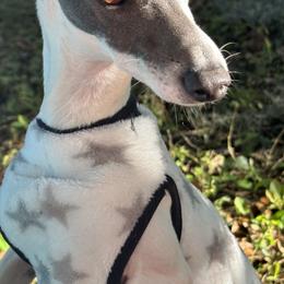 Ace - Italian Greyhound