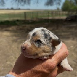 Haze - Blue merle male Miniature American Shepherd puppy in Bayard, Nebraska from Puppies by Alies