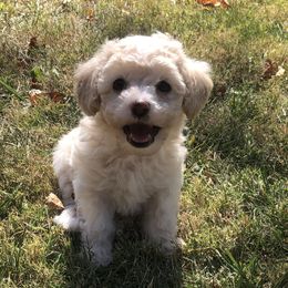 Everly - White Poodle puppy in Woodson, Illinois from Elsa’s Mini Poodles