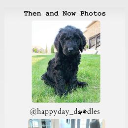 Goldendoodle Puppies from Happy Day Doodles