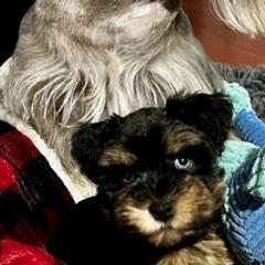 Miniature Schnauzers from Chiquiticos Shnauzers