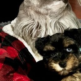 Miniature Schnauzers from Chiquiticos Shnauzers