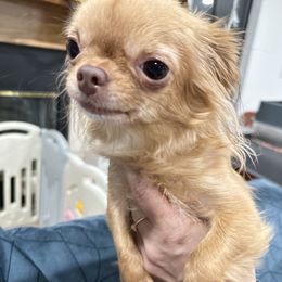 Almond - Chihuahua