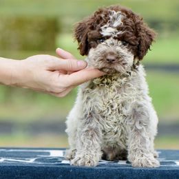 Cocoa - Brown roan female Lagotto Romagnolo puppy in St. Augustine, Florida from LBK & Ancient City