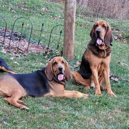 Bloodhounds from Sullivan's Bloodhounds
