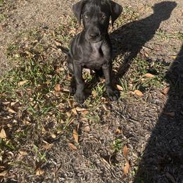 Great Dane Puppies from Ashli’s Great Danes