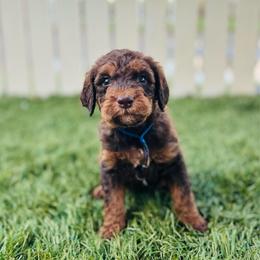 Knox - Chocolate male Labradoodle puppy in Elizabeth City, North Carolina from Howdy Doodles