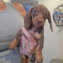 Dachshund Puppies from Dewdrop Dachshunds