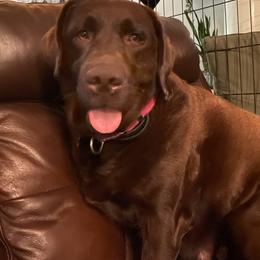 Piper - Labrador Retriever
