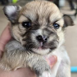 Precious - Fawn and white female Chihuahua puppy in Tulsa, Oklahoma from Hart's Chihuahuas