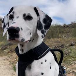 Dalmatian Puppies from Samba Flavors