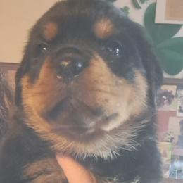 Girl 1 - Black and mahogany female Rottweiler puppy in De Witt, Iowa from Irish Eyes Kennels