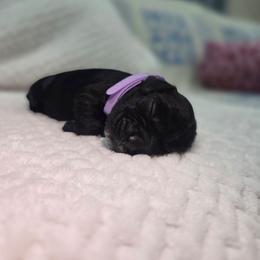 Zara - Black female Cocker Spaniel puppy in Corcoran, California from Sweetheart Cockers