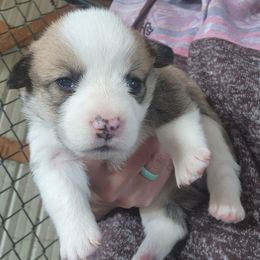 Girl 2 - Fawn female Pembroke Welsh Corgi puppy in Odessa, Missouri from LOYAL T K9's CORGIS
