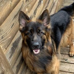Farrah - German Shepherd