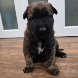 Belle (Dutch brindle female) - Black brindle female Dutch Shepherd puppy in Signal Mountain, Tennessee from Torgun Police Dogs