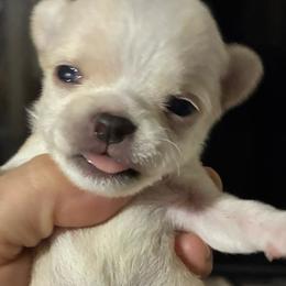 Polar - Cream male Chihuahua puppy in Westport, New York from Chantilly chihuahuas