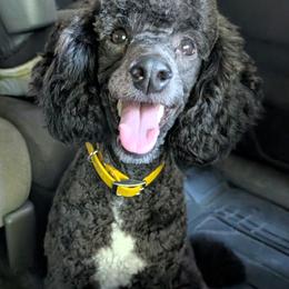 Rukia - Poodle