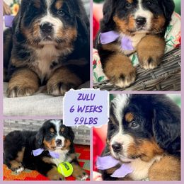 Zulu - Black rust and white female Bernese Mountain Dog puppy in Purcell, Oklahoma from Swiss Berner Bears